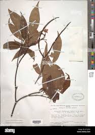 Image result for Malouetia