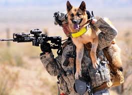 Soldier Dog Comes Marching In Kevin Hanrahan Anjing Militer Anjing Pekerja Tentara