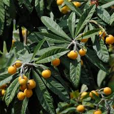 Image result for Eriobotrya