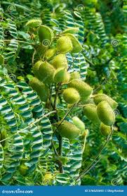 Image result for Cicer arietinum