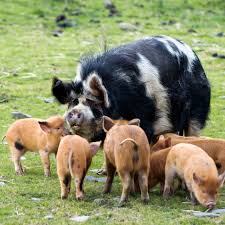 Cooney has composed classic, wacky cartoon music for over 300 episodes of pencilmation, one of the most popular channels on youtube. All About Kunekune Pig Breeds Exotic Pets