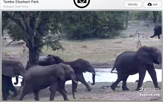 Elephants flee with guns during 1892 India military maneuver
