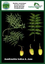 Image result for Azadirachta indica