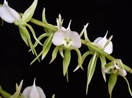 Image result for Angraecum sacciferum