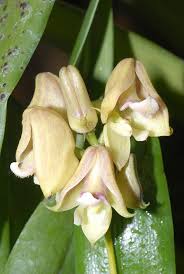 Image result for Polystachya galeata