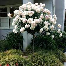 Maybe you would like to learn more about one of these? Iceberg Rose Tree Pure White Blooming Rose Tree Plantingtree