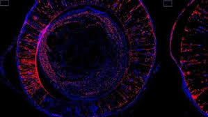 Resultado de imagen de nervios