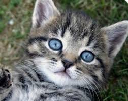 Pin By Keira Perez On Keira Grey Tabby Cats Grey Tabby Kittens Tabby Kitten