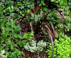 This evergreen perennial holds its dramatic dark burgundy foliage and its size. Plantfiles Pictures Phormium New Zealand Flax Black Adder Phormium By Floraphiliac