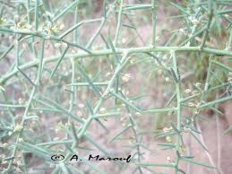 Image result for Asparagus minutiflorus