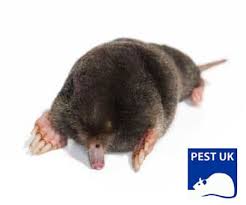 Professional wildlife removal technicians, like those in our network, know what works. Get Rid Of Mole Problems Mole Removal Specialists Pest Uk