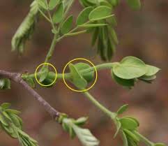 Image result for Acacia eriocarpa