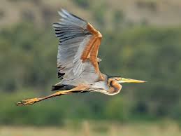 Black Birds In Pakistan Purple Heron Ardea Purpurea By Imran Shah In Pakistan