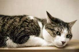 Fibrosarkom Krebs Tumore Bei Katzen Catplus De