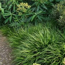 Image result for Hackelochloa