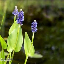 Image result for Pontederia natans