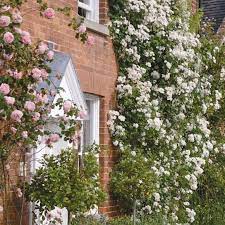 Maybe you would like to learn more about one of these? Rambling Rector David Austin Roses Growing Roses Climbing Roses Trellis