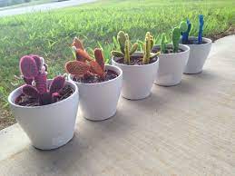 Allow desert cacti to dry out between waterings but keep tropicals evenly the cactus family is primarily found in the americas, though a few members of the genus rhipsalis are found in africa, madagascar and sri lanka. Desert Gems Cacti Cactus House Plants Plants Cactus