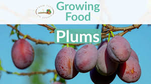 People run around spraying poison near the faces of their children and beloved pets and still they wonder where the. Plums How To Grow And When To Plant In Your Backyard Or Patio Garden From Seed To Spoon Vegetable Garden Planner Mobile App