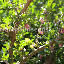 Image result for Malpighia