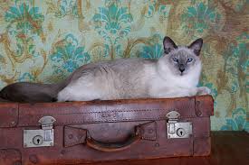This hypoallergenic cat list should not be the only thing you consider when researching which breed of cat to adopt. 7 Hypoallergenic Cats For People Who Are Allergic But Love Felines
