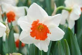 Daffodil Decoy Daffodils Fall Plants Narcissus