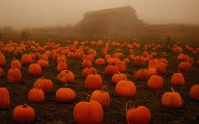 Free Download Wallpaper Wallpaper Pumpkin Patch Wallpaper Hd Wallpaper Background 1920x1080 For Your Desktop Mobile Tablet Explore 45 Halloween Hd Wallpapers 1920x1080 Windows 10 Hd Wallpaper 1920x1080 Hd Wallpapers Use them as wallpapers for your mobile or desktop screens. wallpapersafari