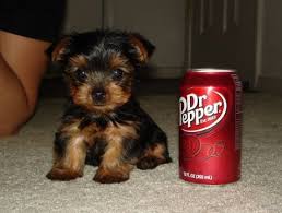 Teacup Black And Brown Yorkie Yorkie Perritos Minusculos Cachorros Productos Para Mascotas