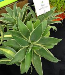 Best wishes from ray of light care team. Agave Attenuata Ray Of Light Pp21854 Agave Attenuata Ray Of Light Ray Of Light Fox Tail Agave Plant Lust