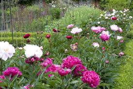 Hbf2020g · seeds ship free · 100% grow guarantee What Is A Perennial Flower Or Plant
