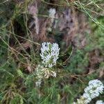 Image result for Hebenstretia angolensis