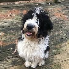 Goliath saint berdoodle puppies are the best family dog breed. What Is A Saint Bernard Poodle Mix St Berdoodle 101 With Photos Oodle Life