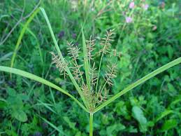 Image result for Cyperus usitatus