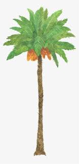 View our latest collection of free coconut tree silhouette png images with transparant background, which you can use in your poster, flyer design, or presentation powerpoint directly. Coconut Tree Png Download Transparent Coconut Tree Png Images For Free Nicepng