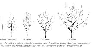With this training system, the only time the central leader is headed is at planting. Traing And Pruning Of Fruits Crops