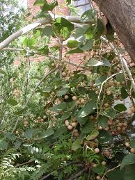 Image result for Cordia pilosissima