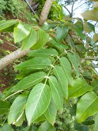 Image result for Polyscias fulva