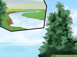 3 Ways To Identify Spruce Trees Wikihow