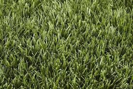 Maybe you would like to learn more about one of these? 3 Best Grass Types For Lawns In San Diego Ca Lawnstarter