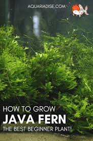 We did not find results for: Growing Java Fern Microsorum Pteropus Aquariadise