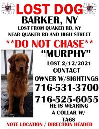 Golden retrievers are a popular dog breed for use as a family pet. Golden Retriever Named Murphy Has Gone Missing Family Offering 500 Reward To Find Him Sweet Buffalo