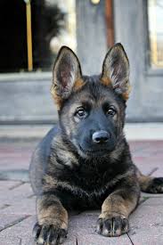 More images for german shepherd puppies upstate ny » German Shepherd Puppies For Sale Craigslist Miami