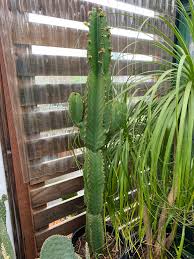 Image result for Euphorbia ingens