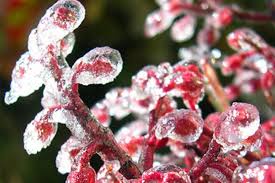Check Your Last Frost Date By Zip Code Plant Projects Garden Gifts Garden Containers