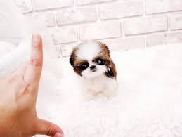 As home of some of the tiniest teacup puppies the world has to offer, we are confident that you will find the teacup puppy of your dreams right here in our luxury teacup puppy boutique! Teacup Shih Tzu Small Cute And Adorable Dog Petshotspot Com