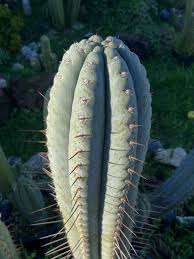 Image result for Pycreus aethiops