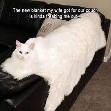 It sounds like this bride's friend did anything but take kindly to being called out. Pin On Animals