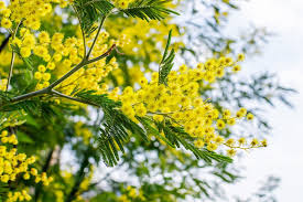 Image result for Mimosa