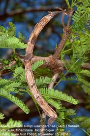 Image result for Acacia robusta
