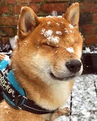 柴犬 おしゃれまとめの人気アイデア pinterest y w 柴犬 画像 柴犬 子犬 かわいいペット